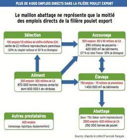 Fin des restitutions sur le poulet » La filière export à la recherche d'alternatives - Actualité 03-09-2013 - REUSSIR AVICULTURE | SCIENCES DE L' ANIMAL | Scoop.it