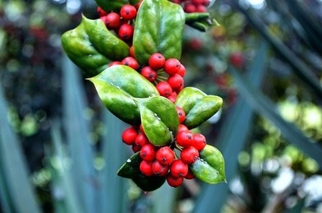 Traditions du jour du Nouvel An 2022 - de la veille Saint-Sylvestre | Nouvel an 2024, No&euml;l 2023, R&eacute;veillon, Assomption 2023, Chandeleur 2023, Epiphanie 2024, P&acirc;ques 2024, Mi-Car&ecirc;me 2024, Car&ecirc;me 2024 | Scoop.it