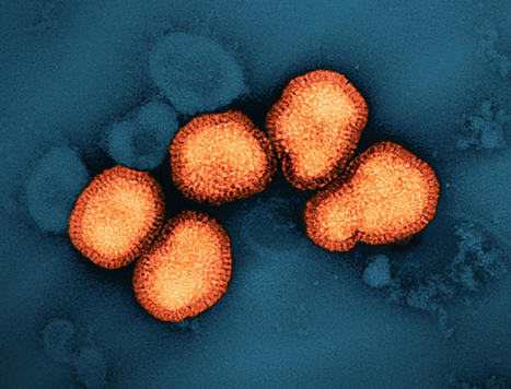 NIH clinical trial of universal flu vaccine candidate begins | Virology News | Scoop.it