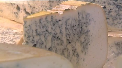Le Bleu de Gex : un fromage du Haut-Jura qui veut sa part du plateau | Lait de Normandie... et d'ailleurs | Scoop.it