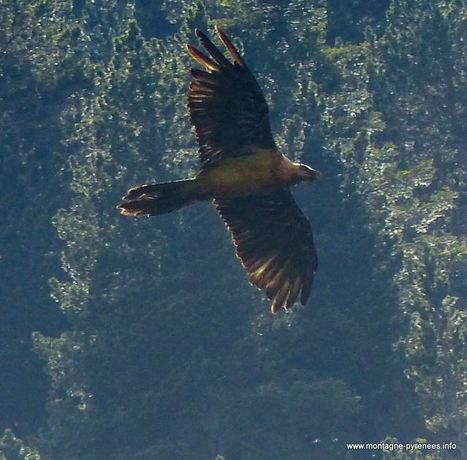 Gypaète, le bel oiseau d'or ... | Vallées d'Aure & Louron - Pyrénées | Scoop.it