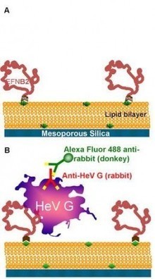 Artificial, cell-like &lsquo;honey pots&rsquo; entrap deadly viruses | Amazing Science | Scoop.it
