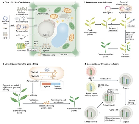 Applications of CRISPR–Cas in agriculture and plant biotechnology | Plant Sciences | Scoop.it