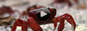 Christmas Island (Australia) history | Fictitious or real explorers and adventurers | Scoop.it