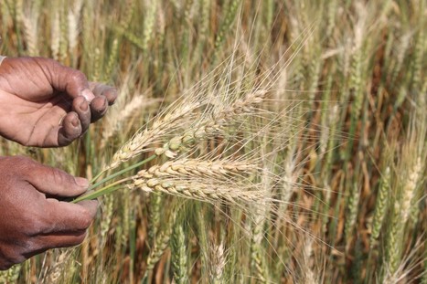 Science: A global surveillance system for crop diseases (2019) | Plants and Microbes | Scoop.it