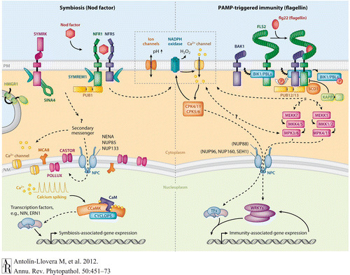 Receptor Kinase Signaling Pathways in Plant-Mic...