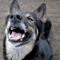 R&auml;kytys | 1Uutiset - Lukemisen t&auml;hden | Scoop.it