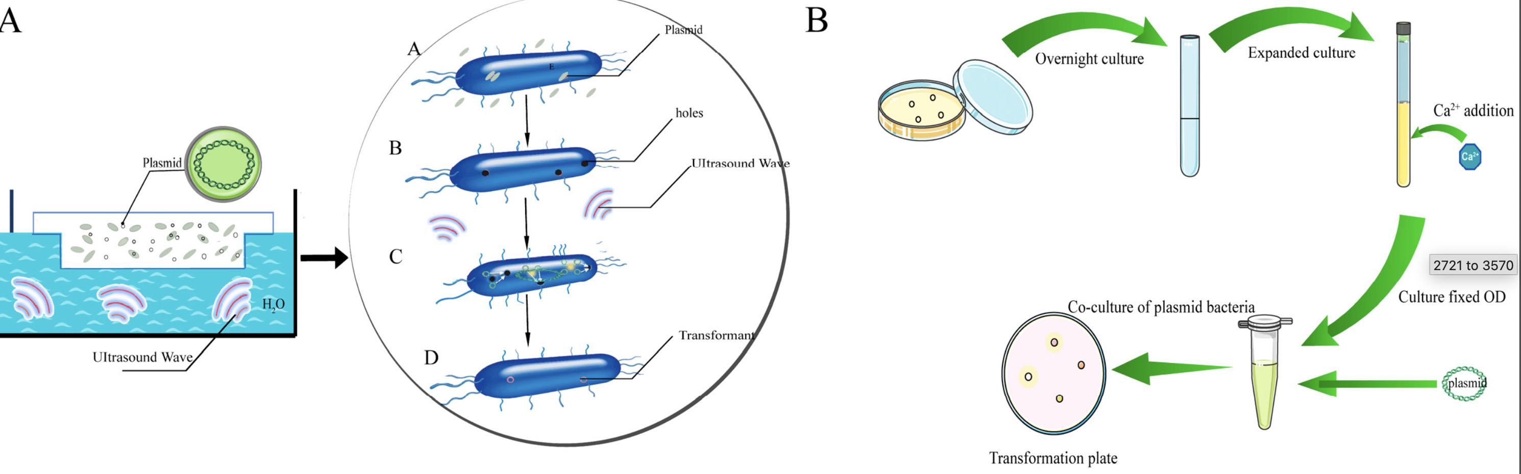Functional Analysis of CRISPR-Cas9-Mediated Gen...
