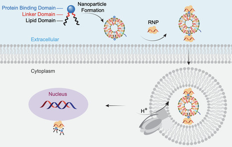 A combinatorial synthetic strategy for developing genome-editing protein-delivery agents targeting mouse retina | Ncm | RMH | Scoop.it