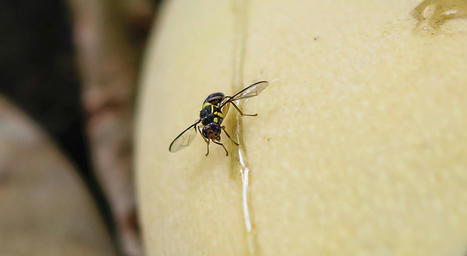 Mouche orientale des fruits : renforcer la surveillance pour éviter son établissement en France | Alimentation Santé Environnement | Scoop.it