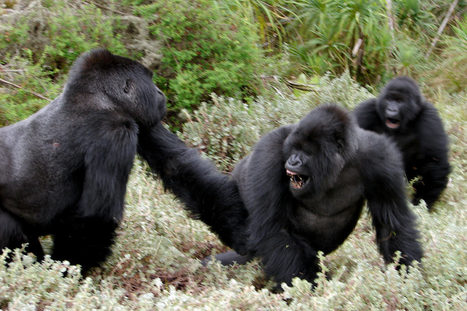 On Guerrilla Warfare | IB: Authoritarian States | Scoop.it