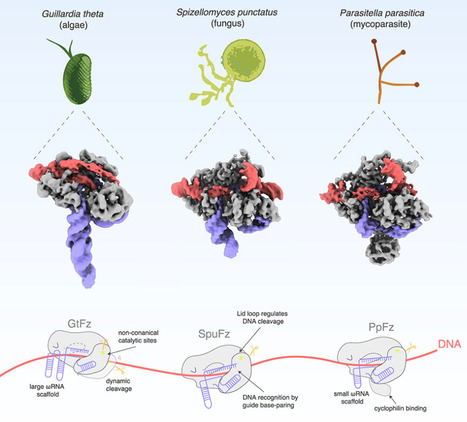 Structural insights into the diversity and DNA ...