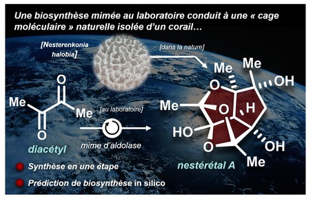 En prédisant in silico et en mimant au laboratoire l’activité d’une aldolase, des chimistes accèdent en une étape à une substance naturelle de structure complexe | Life Sciences Université Paris-Saclay | Scoop.it