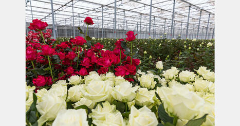 Des roses comestibles cultivées à Anning en Chine | Kunming-Yunnan | Scoop.it