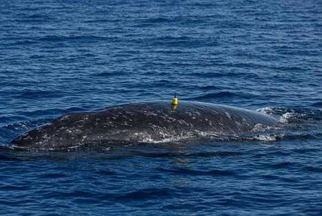 Globice va &eacute;quiper des baleines &agrave; bosse de balises acoustiques pour mesurer l&rsquo;impact du bruit et des bateaux &ndash; Free Dom | Revue de presse C&eacute;tac&eacute;s | Scoop.it