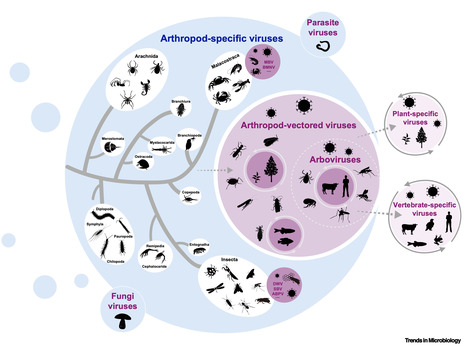 The Diversity, Pathogenic Spectrum, and Ecological Significance of Arthropod Viruses | Virus World | Scoop.it