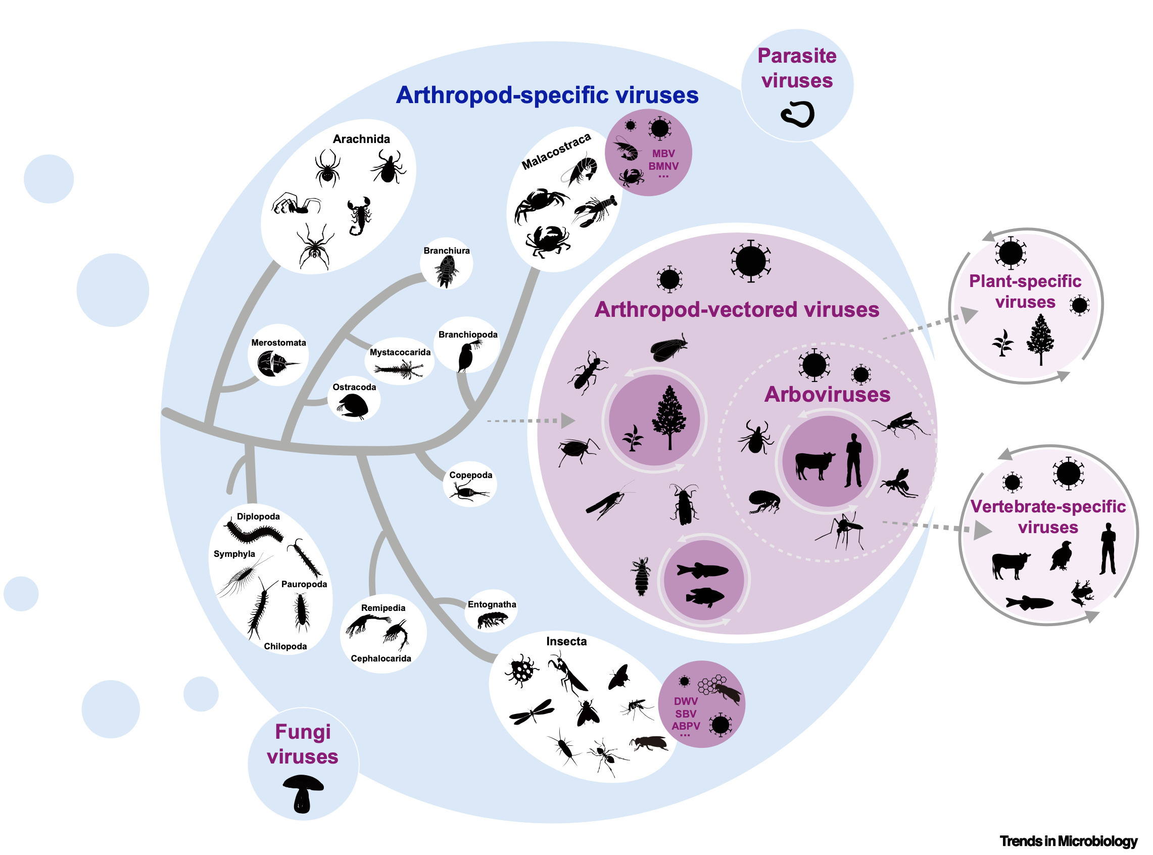 The Diversity, Pathogenic Spectrum, and Ecologi...