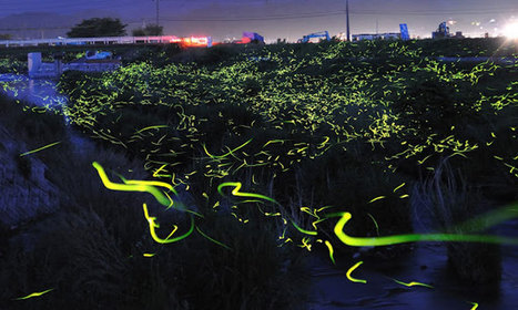 Longue exposition : des paysages japonais illuminés par le voyage des lucioles | Biodiversité - @ZEHUB on Twitter | Scoop.it