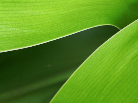 GraphicsFuel.com | Green leaves macro textures | photoshop ressources | Scoop.it