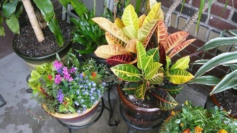 Comment faire de votre jardin un havre de biodiversit&eacute; | Nature en ville | Scoop.it