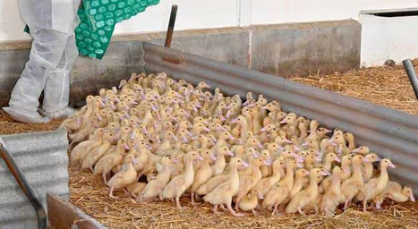 Le risque de grippe aviaire en France désormais jugé « modéré » | SCIENCES DE L' ANIMAL | Scoop.it