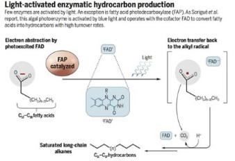 An algal photoenzyme converts fatty acids to hydrocarbons | Life Sciences Université Paris-Saclay | Scoop.it