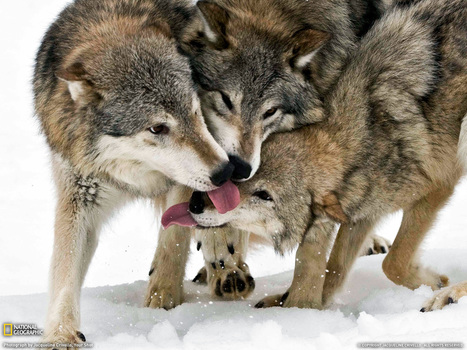 Saving the Wolves of Yellowstone - Top Predators Crucial For Ecosystem Health | BIODIVERSITY IS LIFE  – | Scoop.it