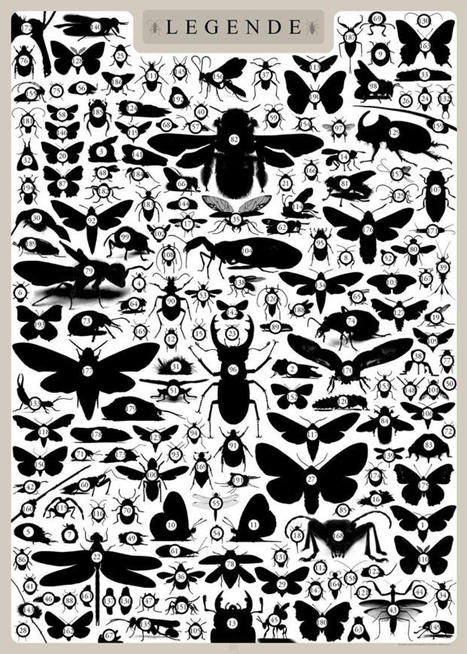 Légende du poster "Insects – A sparkling part of Central Europe’s diversity" – SIX FΞΞT ART | Insect Archive | Scoop.it
