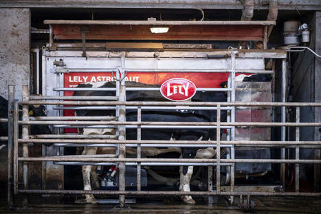 Dans le Nord, la traite des vaches s’expose en réalité virtuelle pour promouvoir les métiers agricoles | Elevage et numérique | Scoop.it