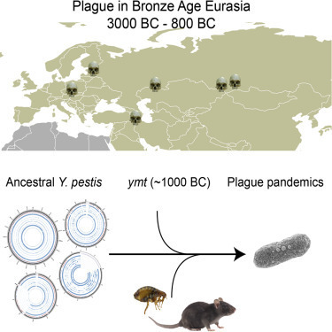 La peste frappait déjà à l’âge du Bronze | EntomoNews | Scoop.it