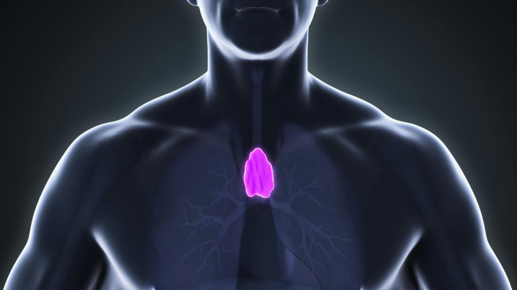 Thymome tout savoir sur le cancer du thymus