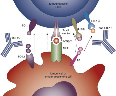 Cancer Immunotherapy and Breaking Immune Tolerance: New Approaches to an Old Challenge | Immunology and Biotherapies | Scoop.it