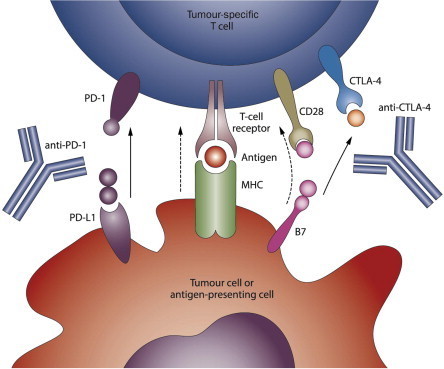 ESMO Preceptorship on Immunotherapy of Cancer 2014 | OncologyPRO | CME-CPD | Scoop.it