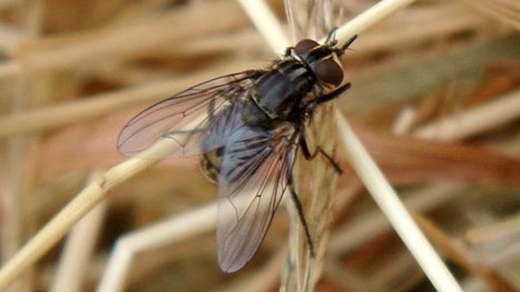 Article très cité ( > 350), publié en 2013 : "Transmission d'agents pathogènes par les mouches Stomoxys (Diptera, Muscidae) : un bilan" | EntomoNews | Scoop.it