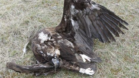 Le Parc national des Cévennes sonne l'alerte après l'empoisonnement de plusieurs oiseaux protégés | Biodiversité | Scoop.it