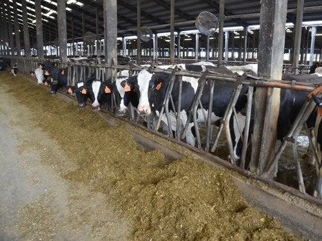 USA : Les Accords de libre-échange ont généré 8,3 milliards $ pour les Producteurs laitiers en 10 ans | Lait de Normandie... et d'ailleurs | Scoop.it