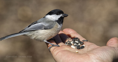 A bird in the hand - Thomas Stirr Photography | Mirrorless Cameras | Scoop.it