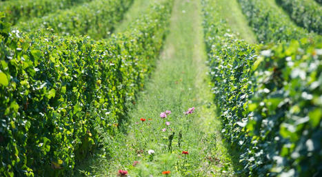 Protéger l'eau et les sols avec une couverture végétale de seigle, de trèfle et d’avoine entre les vignes | Ministère de l'Agriculture et de l'Alimentation | Veille Scientifique Agroalimentaire - Agronomie | Scoop.it