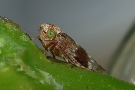 Les colocs du jardin : Cicadelle - Acericerus vittifrons | Les Colocs du jardin | Scoop.it