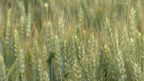 Crise du blé ukrainien : une réunion se tient ce mercredi à Istanbul - Euronews | Agriculture et Alimentation Durable Méditerranéenne | Scoop.it