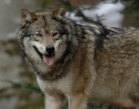 Pourquoi ces attaques de loup et comment y mettre un terme : un spécialiste du canidé s’exprime | Pastoralisme Ours Loups Lynx | Scoop.it