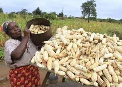 Le Zimbabwe cherche des fonds pour acheter du maïs | Questions de développement ... | Scoop.it