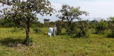 Comment mesure-t-on la perte de biodiversit&eacute;&nbsp;? L&rsquo;exemple de l&rsquo;Afrique | ECOLOGIE - ENVIRONNEMENT | Scoop.it