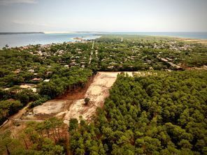 "On vient chercher la v&eacute;g&eacute;tation basse, qui va br&ucirc;ler en premier" : les foug&egrave;res, un indice pour pr&eacute;venir les feux de for&ecirc;t ? | Incendies Landes-Gironde. Impacts, Aide d'urgence & Solidarit&eacute; | Scoop.it