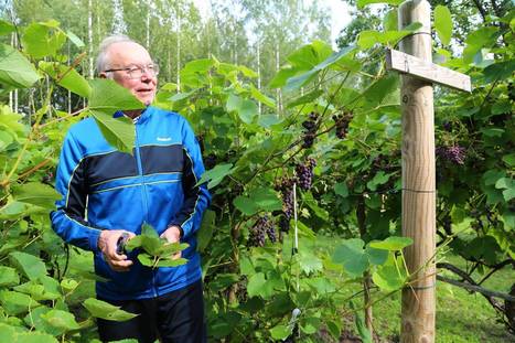 Viiniköynnösten kasvatus ja viinin teko onnistuvat jo nyt Suomessa. - Tuusula | HS.fi | 1Uutiset - Lukemisen tähden | Scoop.it