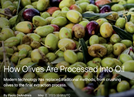 MEDITERRANEAN DIET : How OLIVES Are Processed Into Oil | CIHEAM Press Review | Scoop.it