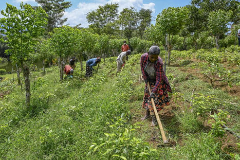 Sri Lanka's Organic Farming Experiment Went Catastrophically Wrong | Human Interest | Scoop.it