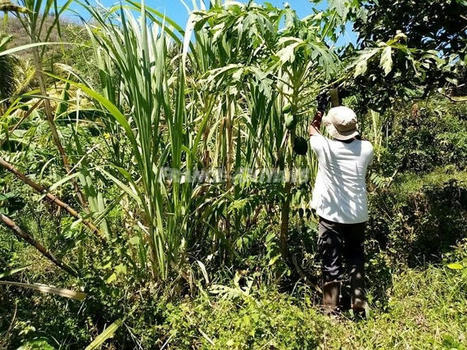 Caraïbe / Amazonie : 10 pays réunis pour construire une nouvelle agriculture  | Revue Politique Guadeloupe | Scoop.it