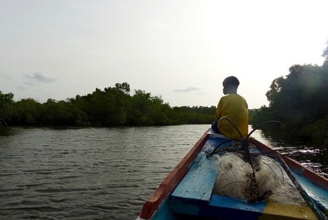 Sénégal : immersion dans le delta du Saloum, au royaume de la mangrove | Zones humides - Ramsar - Océans | Scoop.it