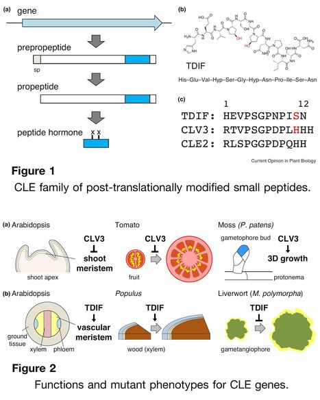 Diverse function of plant peptide hormones in l...